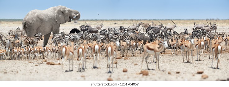 Panoramic African Animals Scenery. Huge African Elephant, Loxodonta Africana Towering Over Herds Of Animals, Grouping At Waterhole, Etosha, Namibia. Wildlife Photography In Namibia.