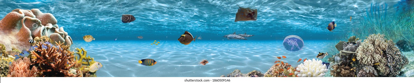 panoramic aquarium underwater creatures sea