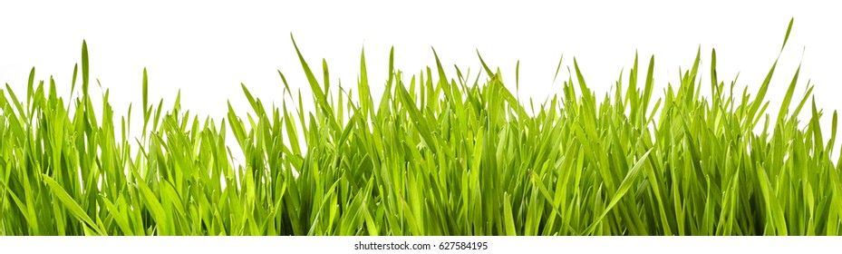 Panoramic Banner Of Fresh Healthy Green Spring Grass Viewed Low Angle Through The Blades Isolated On White With Copy Space