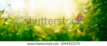 Similar – Image, Stock Photo Butterfly On A Leaf Nature