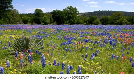 10,100 Texas wildflower Images, Stock Photos & Vectors | Shutterstock