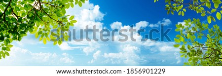 panoramic cloudy sky view and green leaves