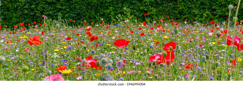 Panoramic colorful flowering meadow with red pink poppy flowers, blue cornflowers, yellow daisies. Wild summer flowers field. Summer landscape background with beautiful flowers. Banner - Shutterstock ID 1946994304
