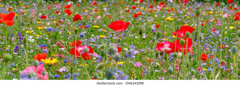 Panoramic colorful flowering summer meadow with red pink poppy flowers, blue cornflowers.  Wild summer flowers field. Summer nature background with beautiful flowers. Banner - Shutterstock ID 1946141098