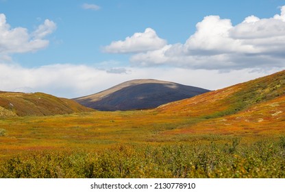 Panoramic colorful mountain landscape with a diagonally hillside in golden sunlight in autumn in pastel colors. Mountain plateau with a dwarf birch of the red color of the sunlit mountainside.