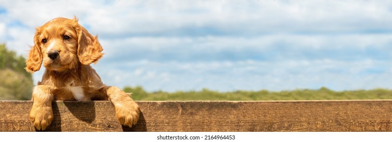 Panoramic cute golden puppy dog leaning on a wooden fence outside web banner header panorama - Shutterstock ID 2164964453