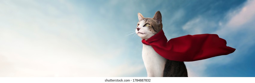 Panoramic - Cute Super Hero Cat With His Red Cape Watching The Horizon - Blue Sky Background
