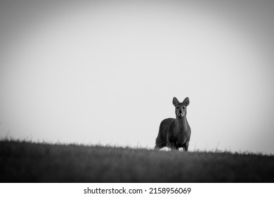 A Panoramic Dark View Of Chinese Water Deer At Dawn In The Norfolk Countryside