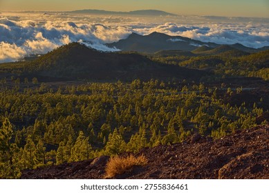 Panoramic elevated view from Samara volcano over pine-forested volcanic hills and a sea of clouds with the island of La Palma visible on the horizon across the Atlantic