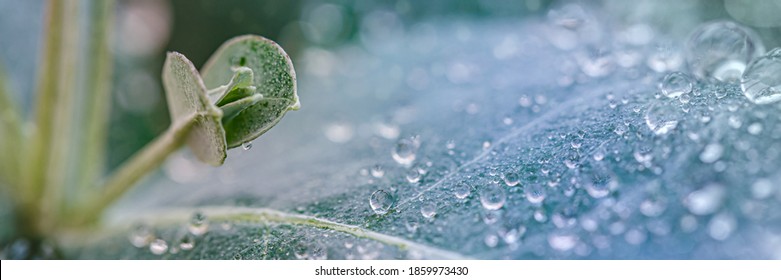 Panoramic Eucalyptus globulus leaves with water drops, close up macro. Eucalypt  southern blue gum plant in garden in rainy day. 2021 Color Trend Tidewater Green background , banner