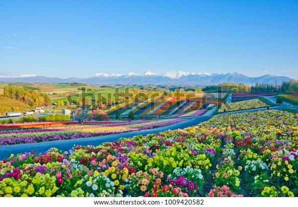 全景花園四季彩山在美瑛 北海道 日本庫存照片 立刻編輯