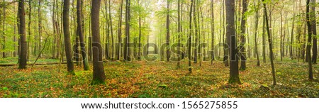 Panoramic Forest of Beech Trees