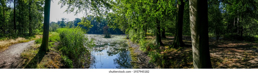 Panoramic forest scenery with hiking path, lake and trees with dense green summer foliage.
