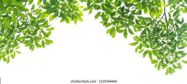 Panoramic Green Leaves On White Background Stock Photo 1135344446 ...