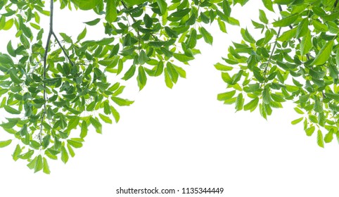 Panoramic Green Leaves On White Background Stock Photo (Edit Now ...