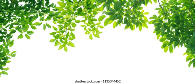 142,882 Foreground leaves Images, Stock Photos & Vectors | Shutterstock