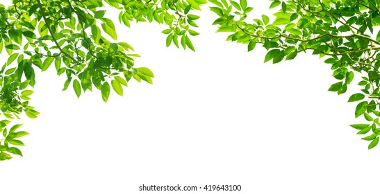 Panoramic Green Leaves On White Background Stock Photo (Edit Now) 419643100