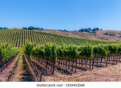 A Panoramic Of Green Vineyards Climbing The Hillside During Summer In Sonoma Wine County. Rows Of Vines Are Seen. A Blue Sky, Trees And Houses Are In The Background.