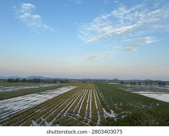 Panoramic high-angle view of rows of harvested rice fields with water-filled tracks under a bright blue sky.