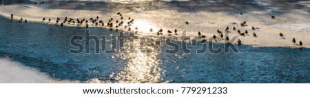 Similar – duck on ice… Winter Ice