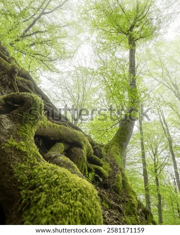 Panoramic image of landscape within the Vulkan Eifel, Rhineland-Palatinate, Germany