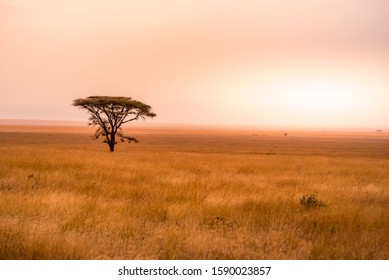 Panoramic image of a lonely acacia tree in Savannah in Serengeti National Park, Tanzania - Safari in Africa - Powered by Shutterstock