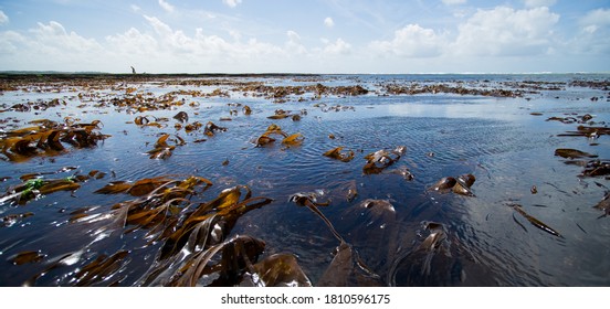 Panoramic Image Of Ocean And Brown Algaes (oarweed) During Low Tide With One Person Walking At The Background