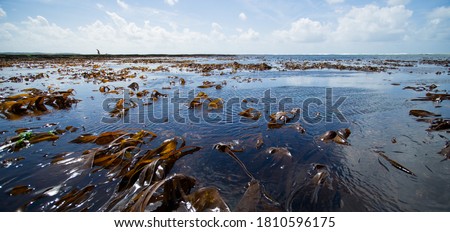 Panoramic image of ocean and brown algaes (oarweed) during low tide with one person walking at the background