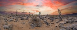 Panoramic Image Over Southern California Desert With Cactus Trees During Sunset With Cloudy Sky