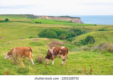 Panoramic Image Of Pastures And Crops, With Cows Grazing And The Sea At The Bakground. Punta Ballota, Cantabria, Spain