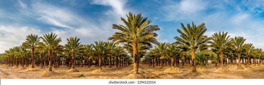 Panoramic image with plantation of date palms, image depicts an advanced desert agriculture in the Middle East