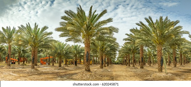 Panoramic image of plantation of date palms that have an important place in advanced desert agriculture in the Middle East. Concept of harvesting
