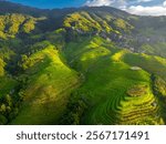 Panoramic image of the rice terraces going down the mountain at Longji Rice Terraces in China, drone picture