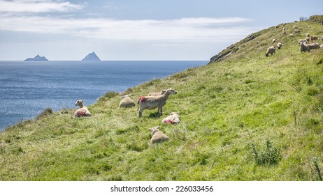 Reencaheragh Images, Stock Photos & Vectors | Shutterstock