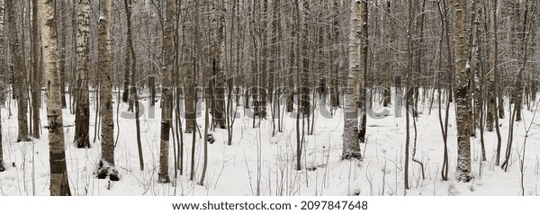 Panoramic image of snow-covered empty forest,\
black and white birch trunks and other trees, no one in the park,\
peace and tranquility