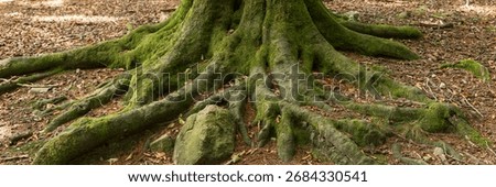 Panoramic image. Tree root covered with moss