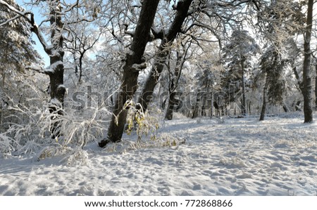 panoramic image of winter forest in sunny day