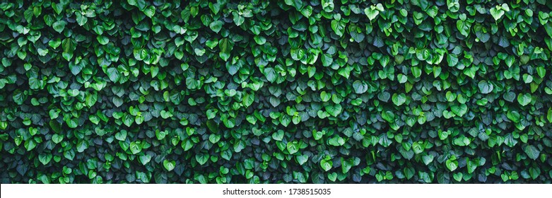 Panoramic ivy green wall surface for decoration design. Natural background texture. Spring Summer Floral banner. Interior vertical garden. Urban jungle indoor gardening.