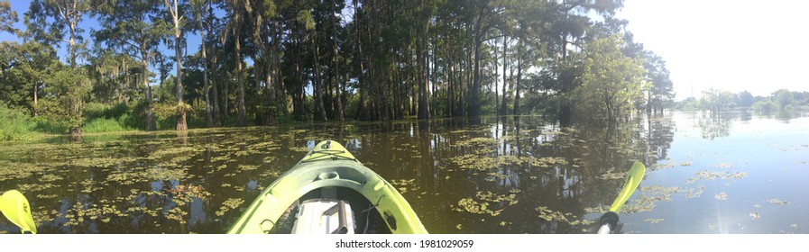 Panoramic Of Kayaking In The Atchafalaya Basin