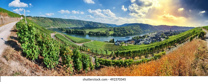 Panoramic Landscape With Autumn Vineyards. Mosel, Germany