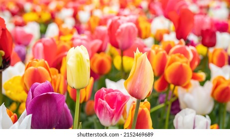 Panoramic landscape of colorful beautiful blooming tulip field in Holland Netherlands in spring, illuminated by the sun - Close up of Tulips flowers background