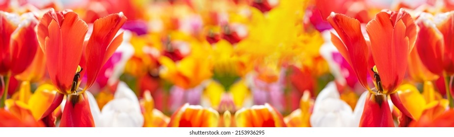 Panoramic landscape of colorful beautiful blooming tulip field in Holland Netherlands in spring, illuminated by the sun - Close-up of Tulips flowers background banner panorama