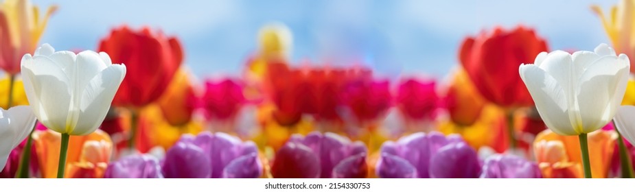 Panoramic landscape of colorful beautiful blooming tulip field in Holland Netherlands in spring, illuminated by the sun - Close-up of Tulips flowers background	