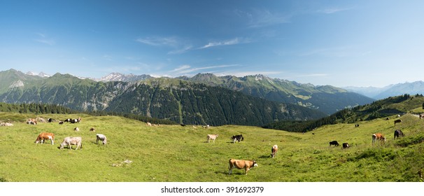 Panoramic landscape with cows grazing on a green alpine meadow, Italy.