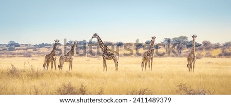 Panoramic landscape with a group of giraffes in Kalahari Desert, Namibia. Herd of giraffe pastured in savanna, wild African animals in natural habitat, safari and wilderness of the South of Africa.