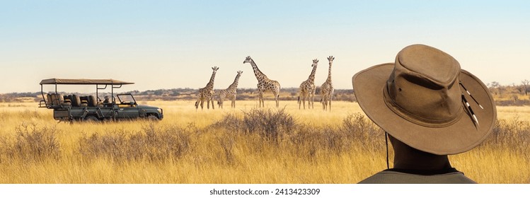 Panoramic landscape with herd of giraffes, safari game drive vehicle and a tourist on a hat in front. Group of the African Giraffe in savanna, nature park for watch of wild animals in Namibia, Africa.