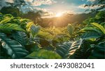 Panoramic landscape with large leaves of coffee on a sunny summer day. coffee fields