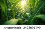 Panoramic landscape with large leaves of sugarcane on a sunny summer day