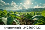 Panoramic landscape with large leaves of tobacco on a sunny summer day.