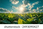 Panoramic landscape with large leaves of tobacco on a sunny summer day.